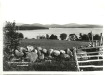 Thumbnail s01249.jpg 