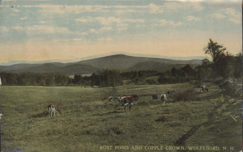 Scaled image s00458.jpg 